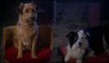 dr dolittle 3-avi_839.jpg
